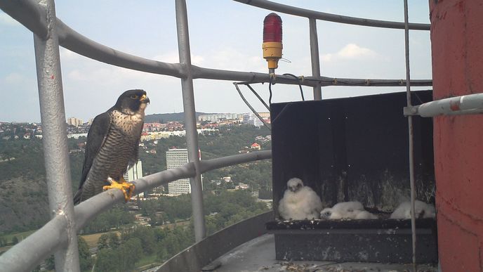 Sokoli stěhovaví žijí na komíně v Holešovicích