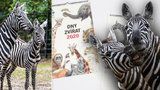 V pražské zoo letos oslaví každý měsíc jiné zvíře: Leden patří zebrám!