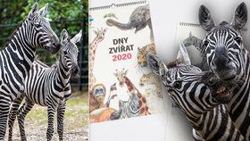 Leden patří zebrám! Pražská ZOO pořádá celoroční kampaň s názvem Den zvířat