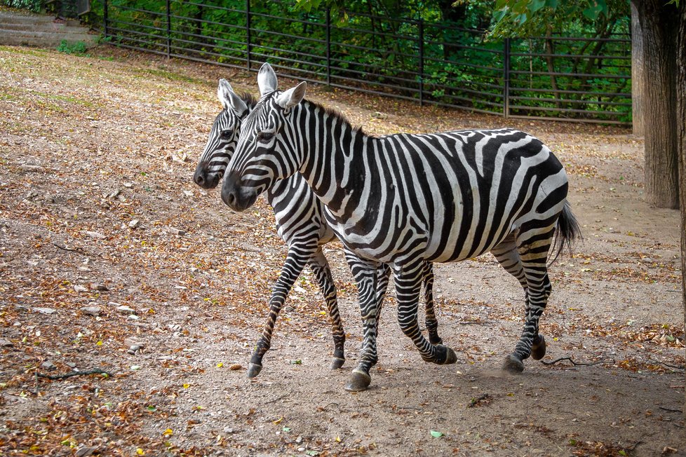 Leden patří zebrám! Pražská ZOO pořádá celoroční kampaň s názvem Den zvířat