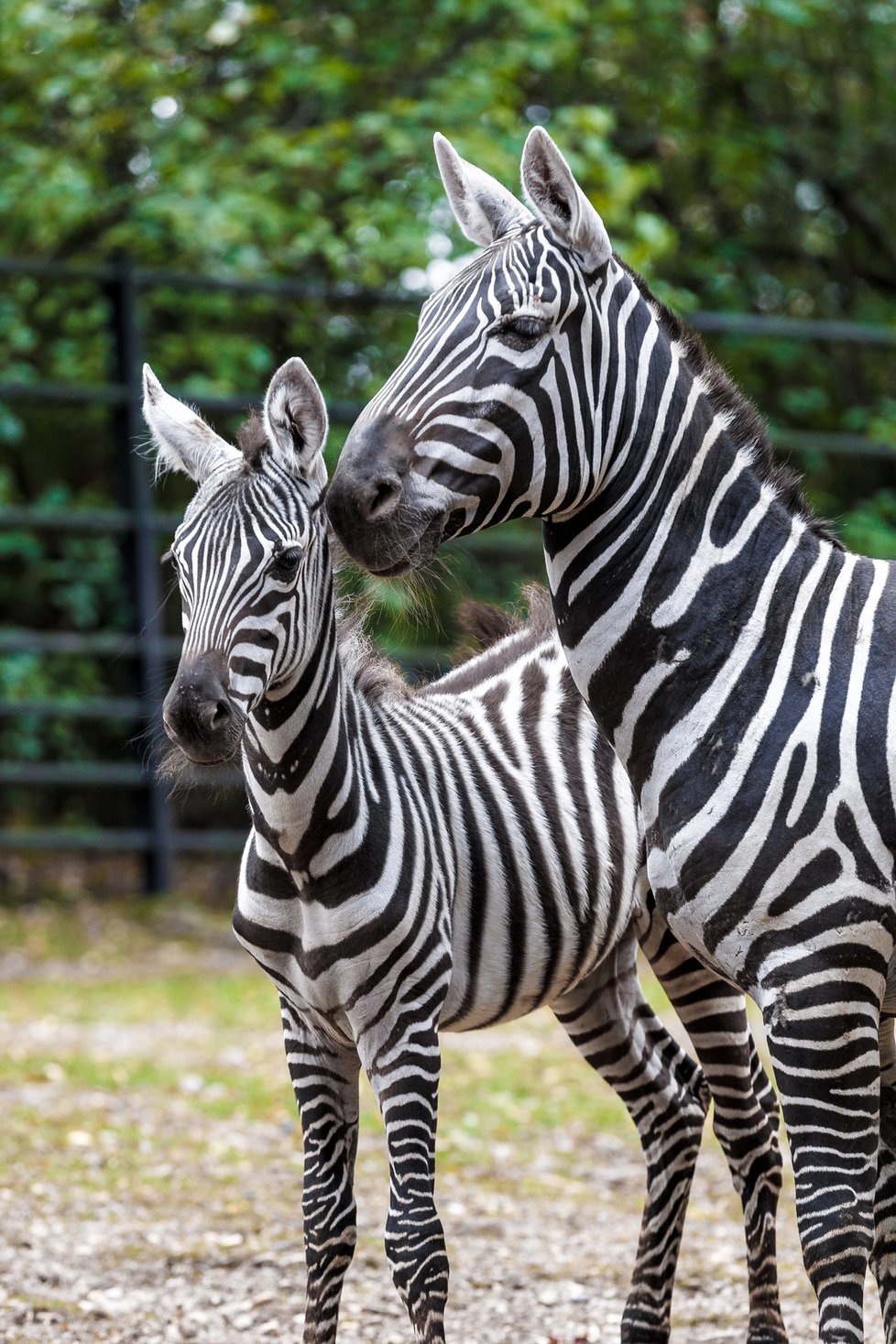 Leden patří zebrám! Pražská ZOO pořádá celoroční kampaň s názvem Den zvířat