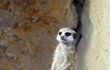 Chloubou zoo jsou i  promykovité šelmy surikaty