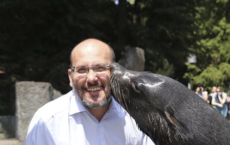 Oblíbencem ředitele  zoo Miroslava Bobka je lachtan Meloun, který mu včera dal na oslavu pravou lachtaní pusinku.