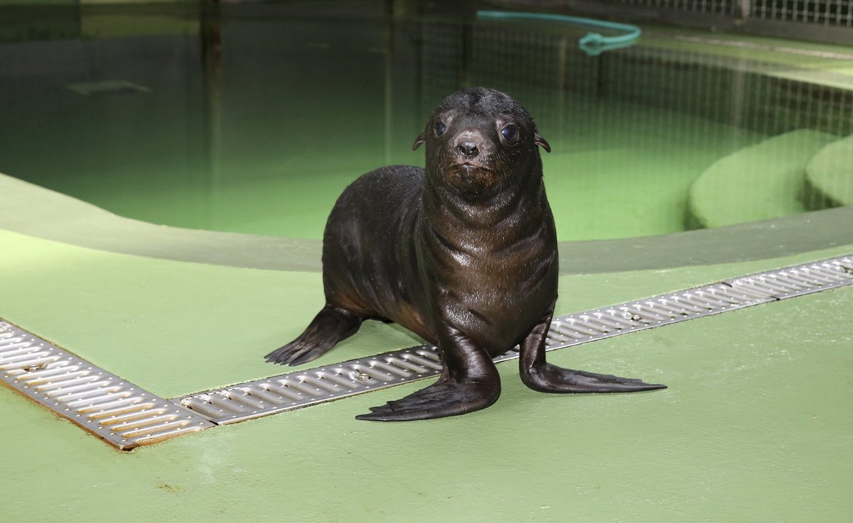 Dvouměsíční syn lachtana Melounka se zatím ještě batolí v zázemí expozice. Zatímco táta pusinkoval ředitele zoo, prcek oťukával terén kolem bazénku a odvážně obhlížel objektiv našeho fotografa.