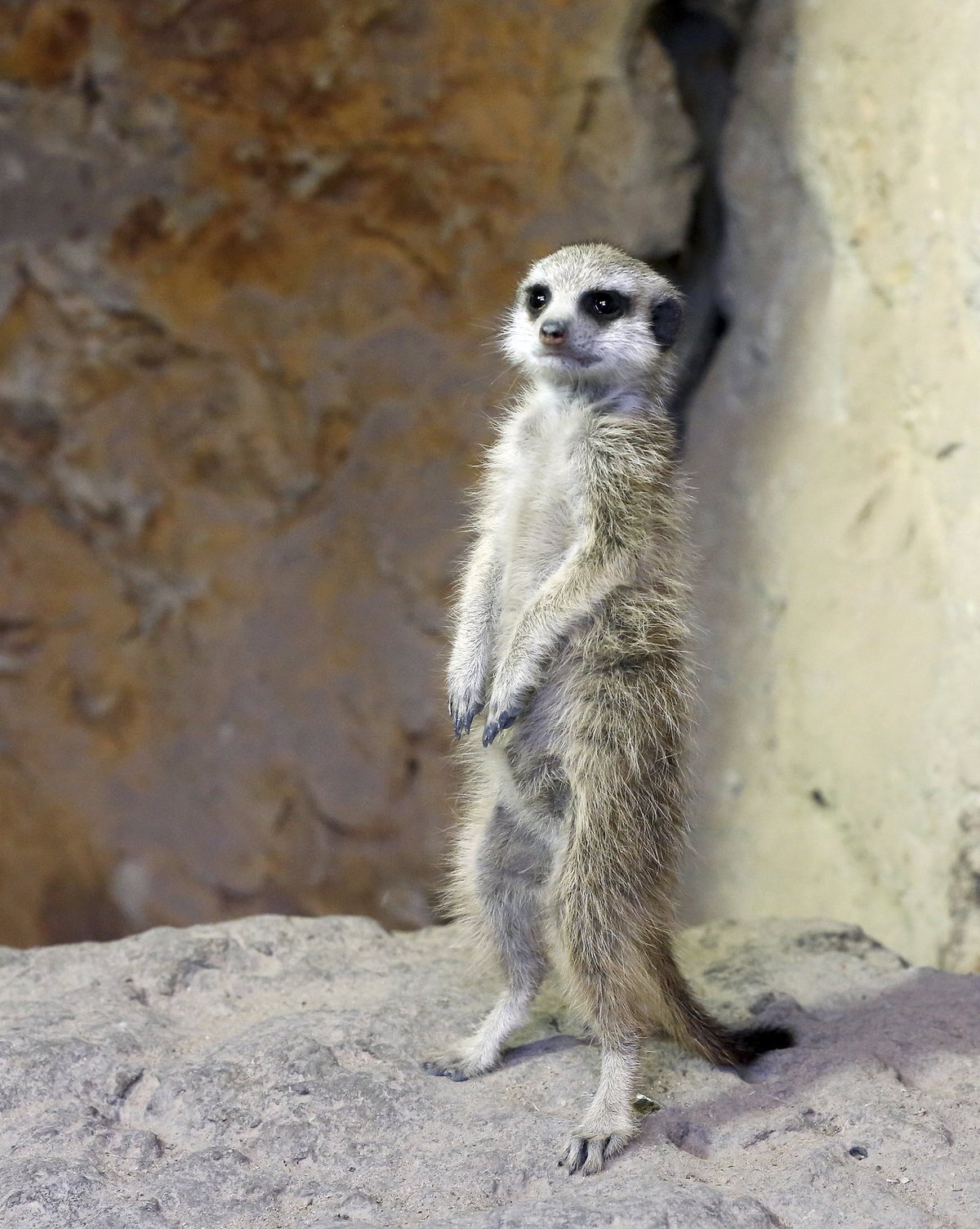 Chloubou zoo jsou i  promykovité šelmy surikaty