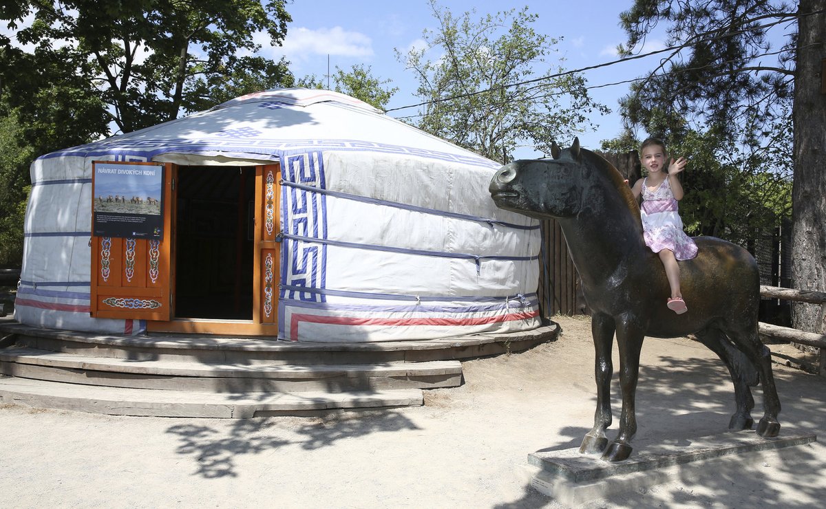 Mongolská jurta O návratu divokých koní Převalského do Mongolska se nejvíc dozvíte v pravé jurtě u jejich výběhu. A když dorazíte ve 14 hodin, užijete si i komentované krmení hříběte.