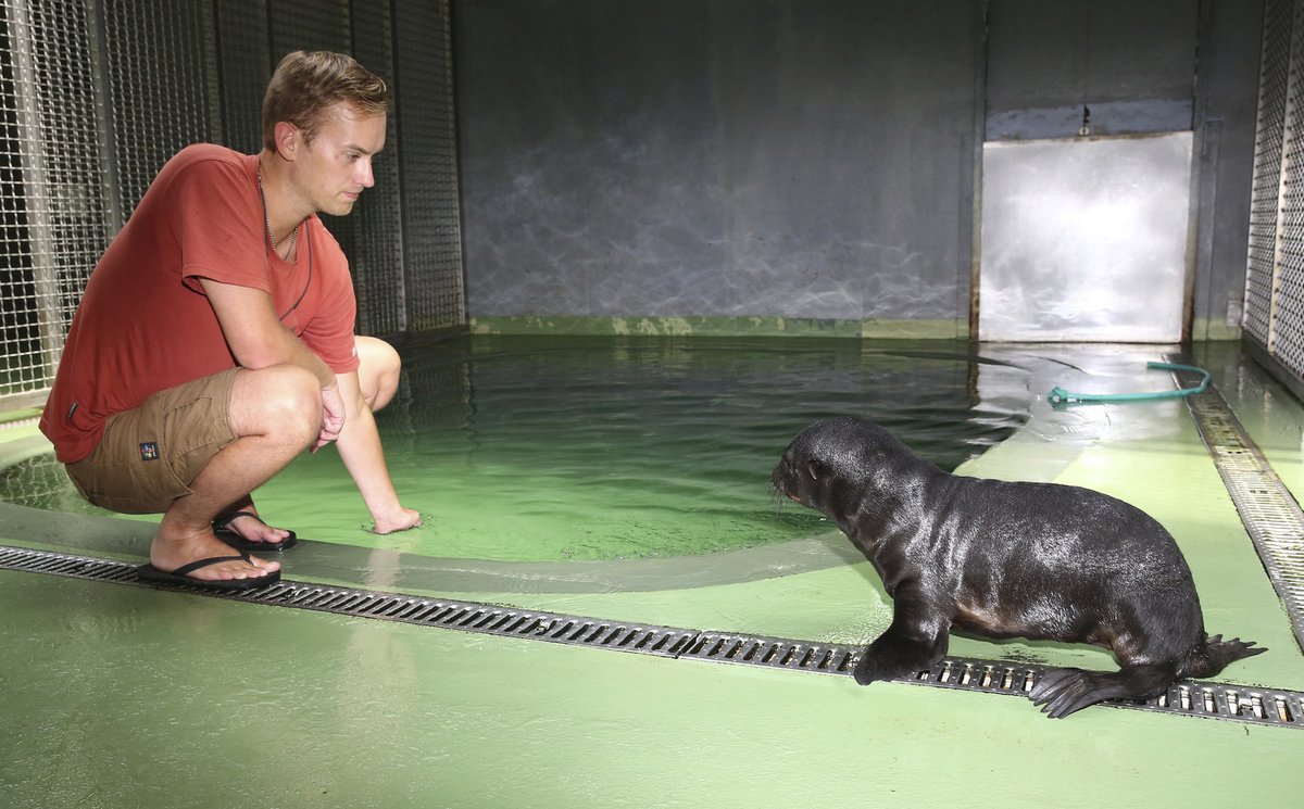 Dvouměsíční syn lachtana Melounka se zatím ještě batolí v zázemí expozice. Zatímco táta pusinkoval ředitele zoo, prcek oťukával terén kolem bazénku a odvážně obhlížel objektiv našeho fotografa.