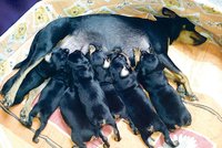 Rarita: Fenka krysaříka porodila 7 štěňat!