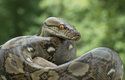 Krajta mřížkovaná je se svými až deseti metry jedním z nejdelších hadů světa