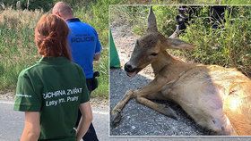 Na východě Prahy někdo srazil srnku a zlomil jí všechny nohy. Trpěla dvě hodiny