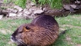 Zcela krotká nutrie se bez obav vydala z potoka Kuřimka na chodník přímo v centru městečka.