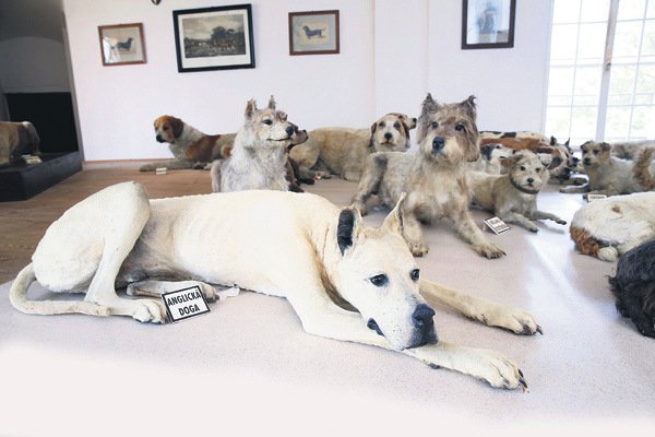 Na Bítově je největší vycpaná psí smečka, jinde evidentně takovou psinu nevymysleli.Vyberte si svoji oblíbenou rasu.