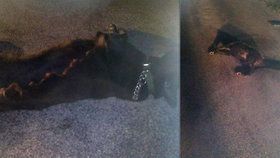 Krutý řidič na Přerovsku srazil psa a od nehody ujel. Zvíře nejspíš umíralo v bolestech.