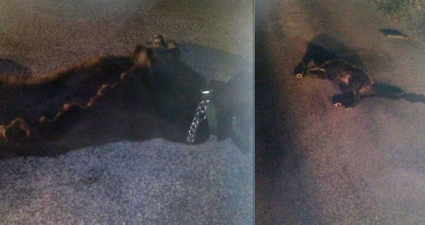 Srazil psa a nechal ho umírat na silnici: Po krutém řidiči pátrá internet