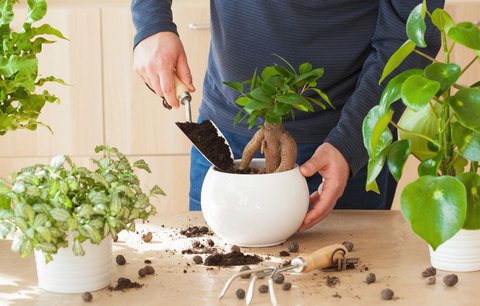 Krok za krokem: Přesaďte pokojové květiny právě teď