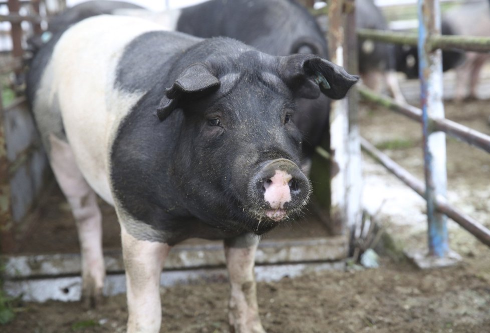 Do Česka se dováží hodně zemědělských produktů, ceny kvůli tomu mohou růst.