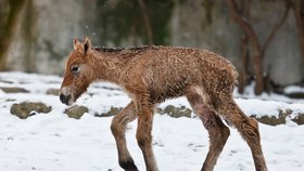 V pražské zoologické zahradě v noci na 20. února zemřelo mládě koně Převalského, které přišlo na svět před týdnem