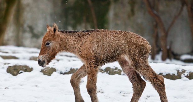 V pražské zoologické zahradě v noci na 20. února zemřelo mládě koně Převalského, které přišlo na svět před týdnem