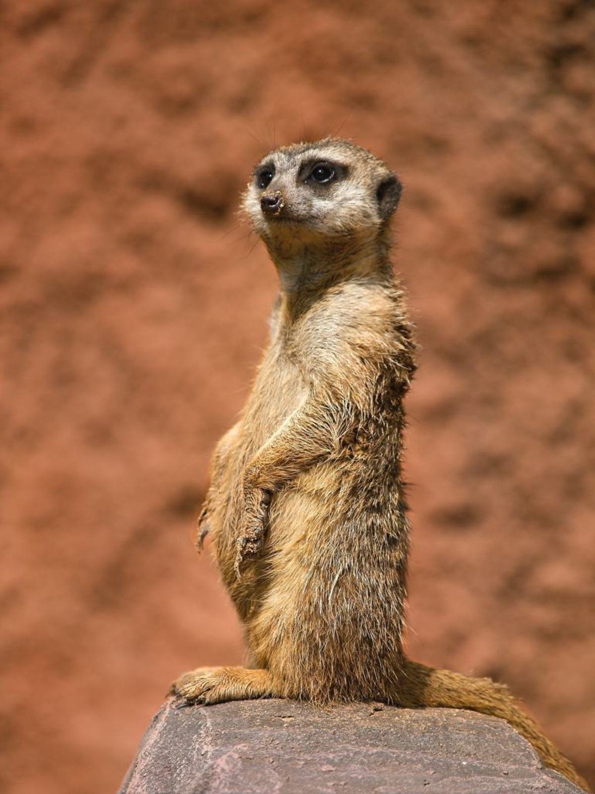 Expremiérův vzpřímený postoj i profil připomínají afrického hlodavečka surikatu, která žije v koloniích a své souputníky ukrývající se v norách systematicky hlídá.