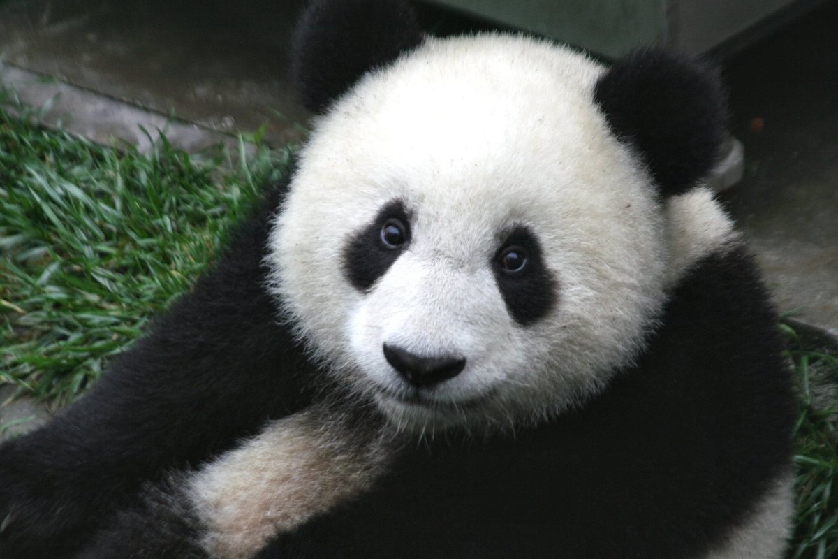 Pokojný medvídek známý jako panda velká se může utlouct pro bambusu, ačkoliv kdysi byl masožravý. Ani Fischerová maso moc nejí a jako prezidentka by ho na rautech nepodávala.