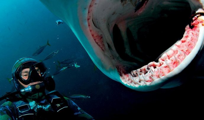 Při natáčení velkého bílého žraloka bez klece.