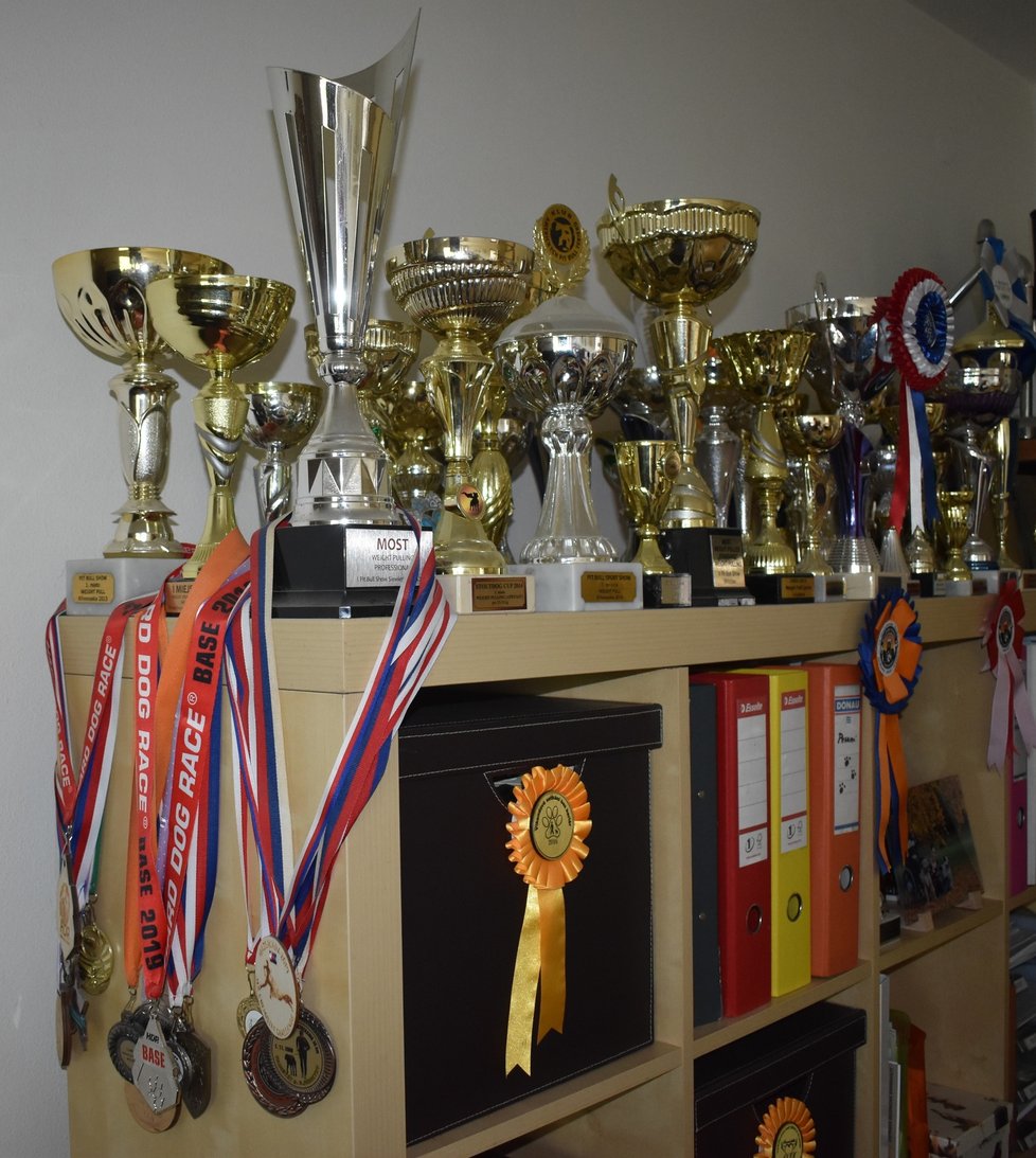 Trofeje, které vyhráli ve sportovních soutěžích pejsci manželů Biluseacových.