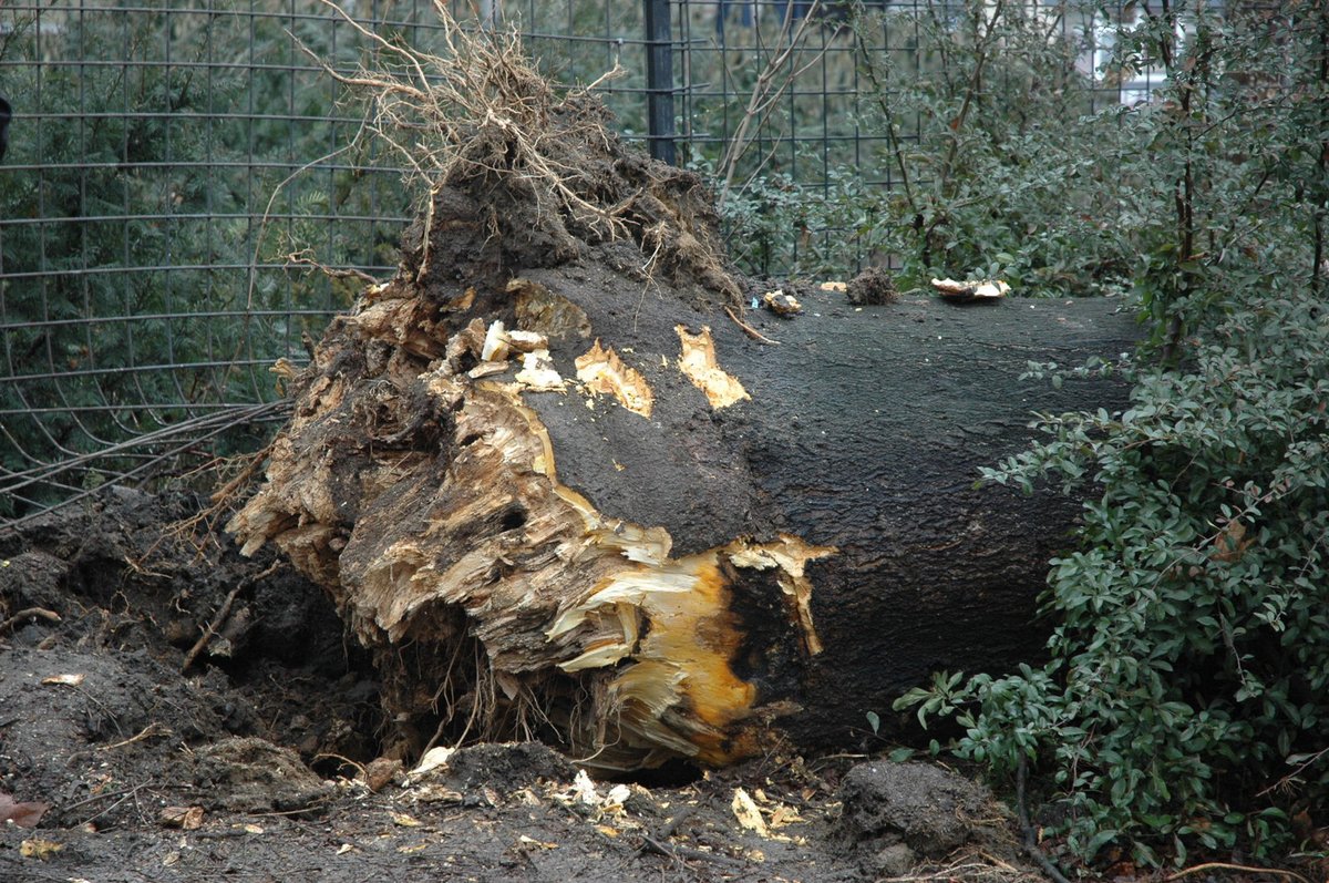 Mohutný strom měl zcela odumřelý kořenový systém.