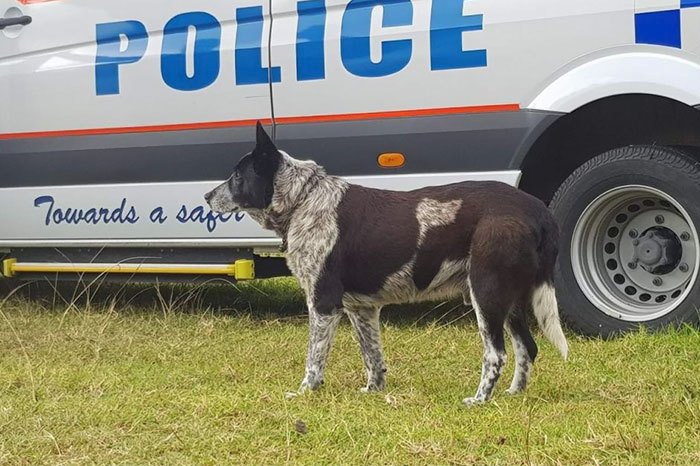 Za svůj hrdinský čin získal od místní policie titul čestného policejního psa