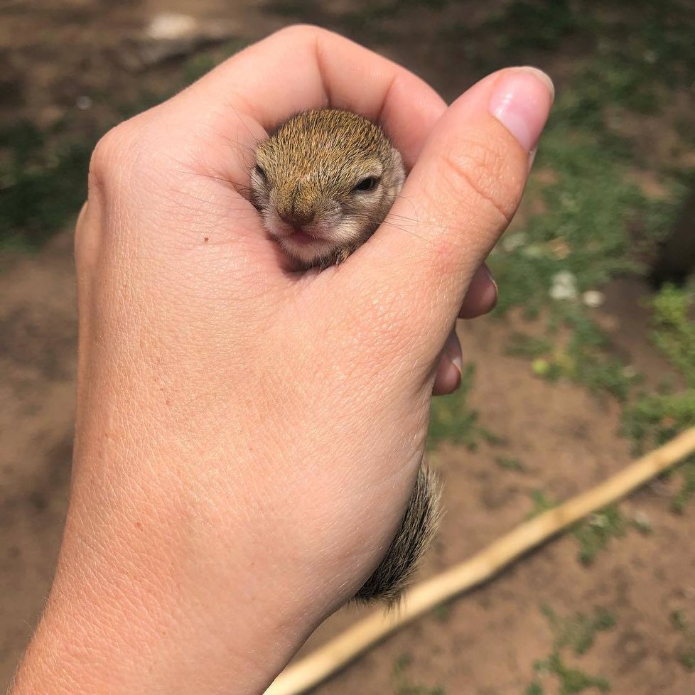 Takhle byla Dingetjie malinká, když ji Simone našla