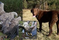 Mrtvolou orla to neskončilo: Na Příbramsku někdo zřejmě otrávil minimálně 16 zvířat!