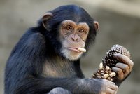Šimpanz surfuje na instagramu a děsí lidi: „Je to konec pro i*ioty.“ Oříznout fotku neumí
