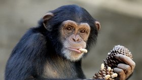 Šimpanzi jsou velmi chytří, rozsáhlé studie to dokazují i pomocí testů inteligence.