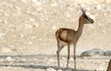 Přímorožec: Antilopa s nejdelšími rohy