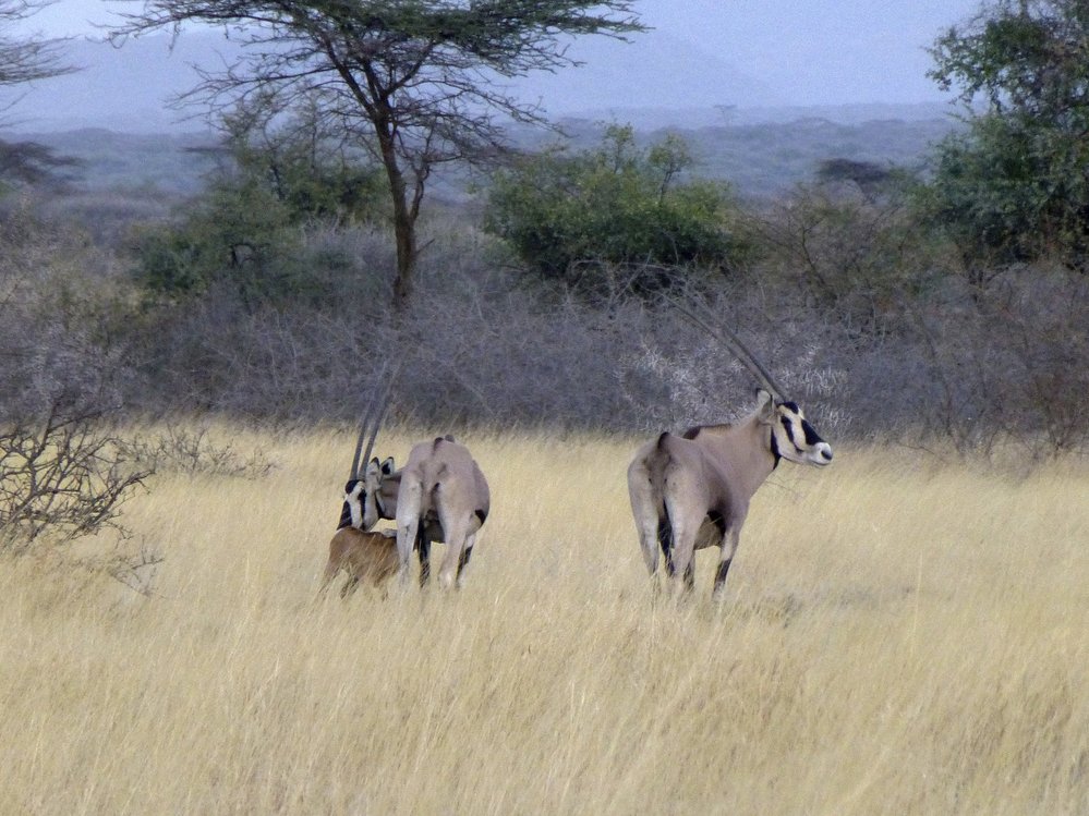 Přímorožec: Antilopa s nejdelšími rohy