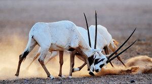 Přečtené antilopy: Třetí šance pro přímorožce