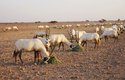 Přikrmování přímorožců v rezervaci Al-Wusta v Ománu