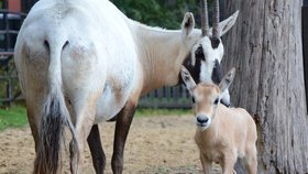 V hodonínské zoo se narodila samička vzácného přímorožce arabského. Ve volné přírodě již téměř vyhynul.