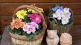 Rozkvetlé primule: Přívítejte jaro ve svém domě
