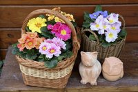 Rozkvetlé primule: Přívítejte jaro ve svém domě