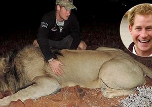 Princ Harry je v Africe. Bojuje proti pytlákům a pomáhá monitorovat lvy.