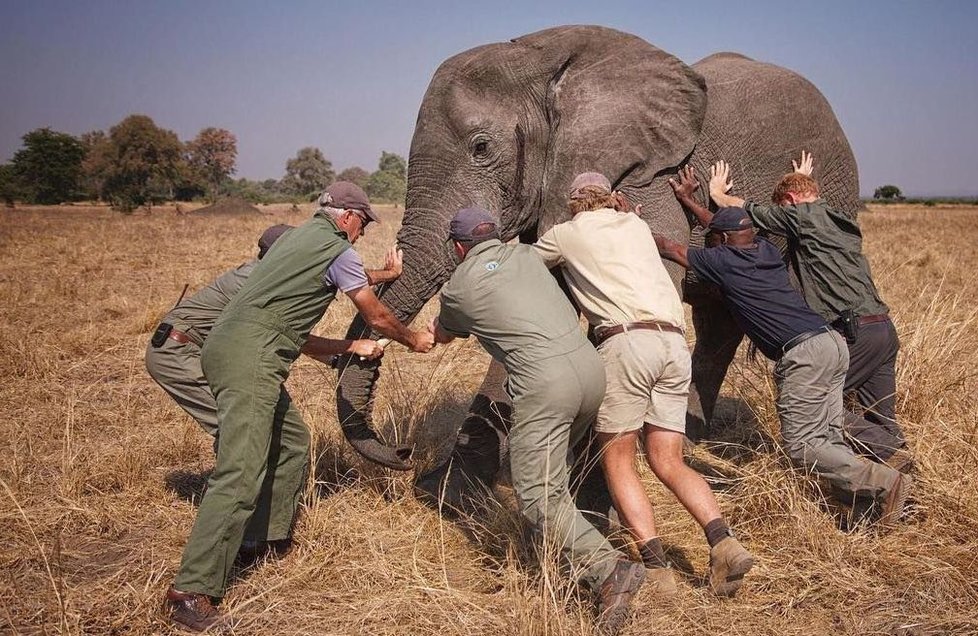 Harry pomáhá v Africe i zvířatům.