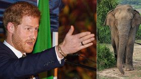 Princ Harry zachraňuje vymírající slony v Zambii: Až 1000 chobotnatců doveze ze sousední Botswany!