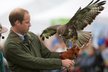 Princ William na ostrově Anglesey si vyzkoušel držet divokého dravce