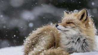 National Geographic představil nejlepší fotografie přírody za rok 2016 