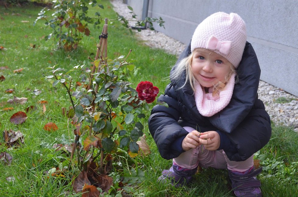 Hmm, ta voní! K rozkvetlé růži přičichla i malá Karolínka (3) z Karlových Varů.