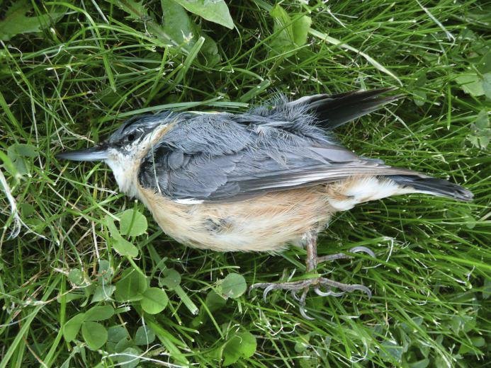 Proti nechvalnému fenoménu vyráží do boje Česká společnost ornitologická.