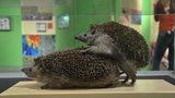 Sex v přírodě odhaluje olomoucká výstava. Popíchají se při „tom“ ježci?
