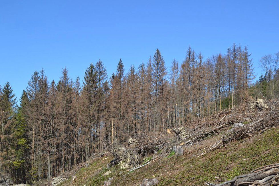 Lesy jsou suché a bezbranné. Napadá je kůrovec a trpí nedostatkem vody.