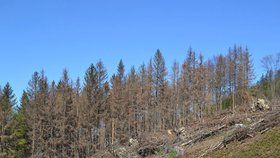 Lesy jsou suché a bezbranné. Napadá je kůrovec a trpí na nedostatek vody (07.06.2019)