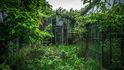 Opuštěný skleník, kterého se zmocnila příroda, v Ohiu, USA.